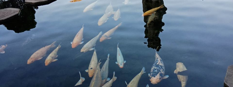 Ikan koi berenang di kolam hias Taman Tirtagangga